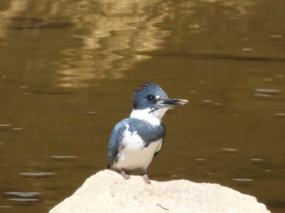 Belted Kingfisher - ML427057751