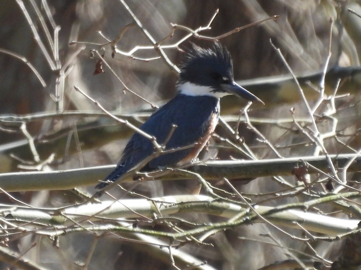 Belted Kingfisher - ML427057951