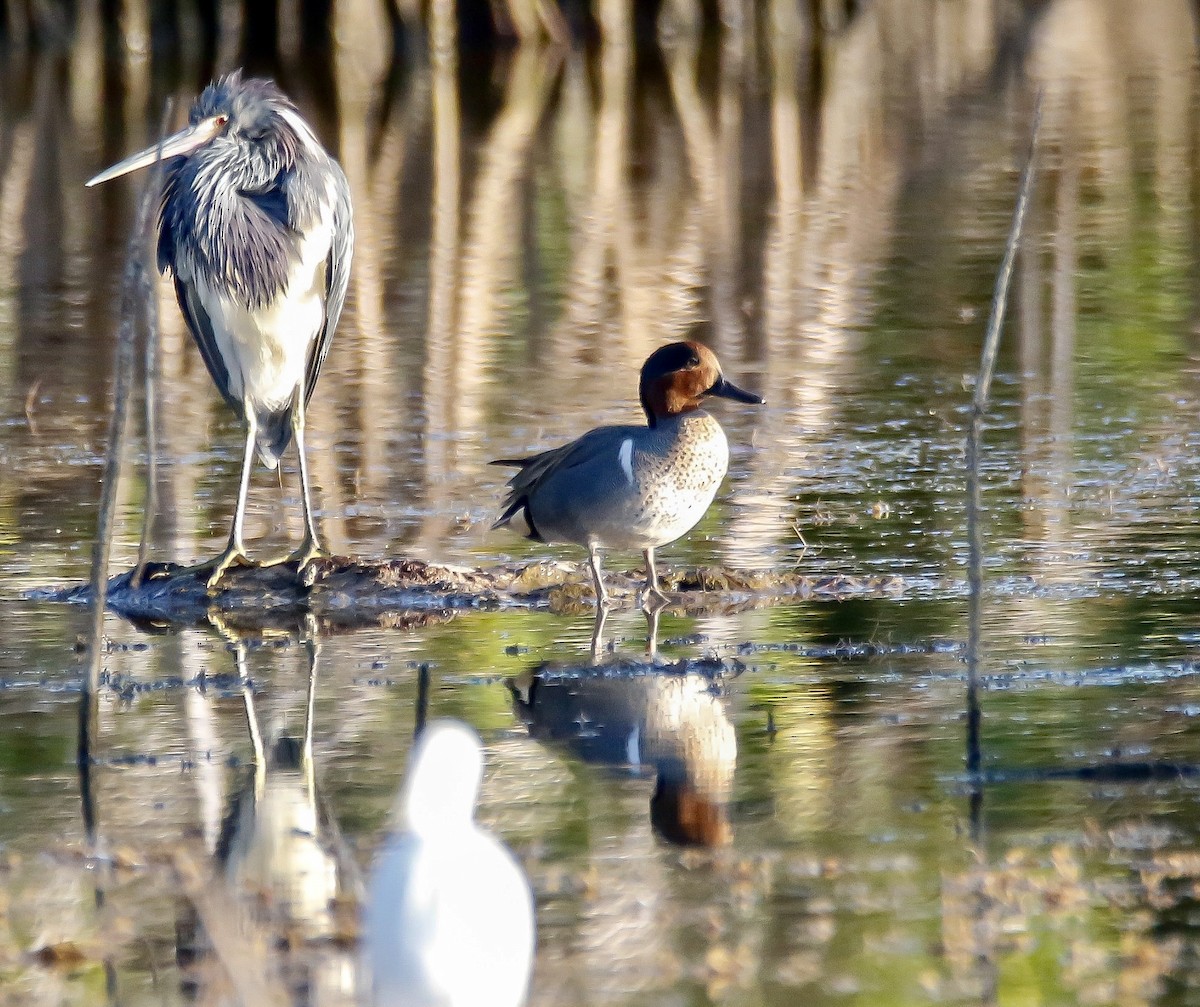 Green-winged Teal - ML427059181