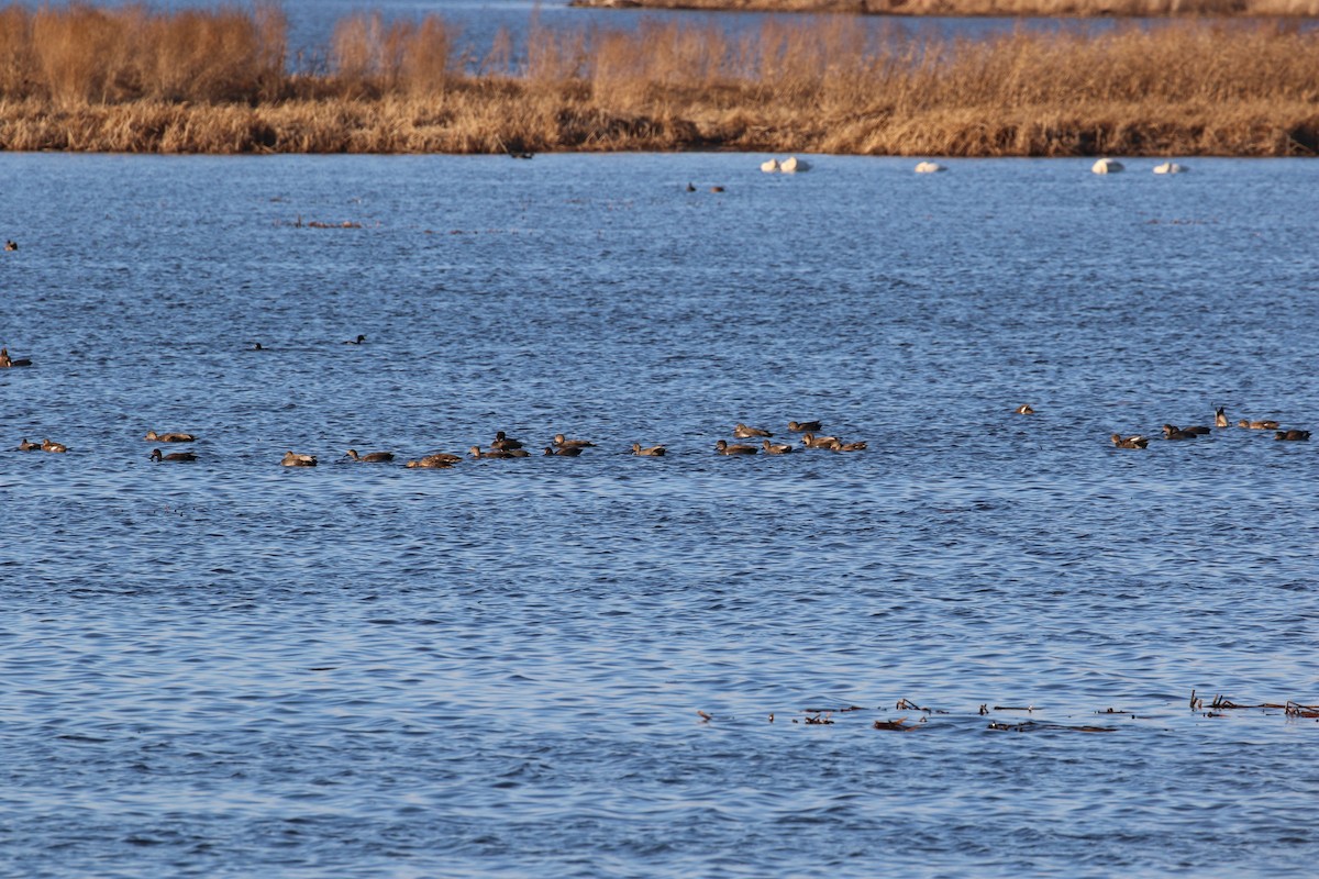 Gadwall - ML427059671