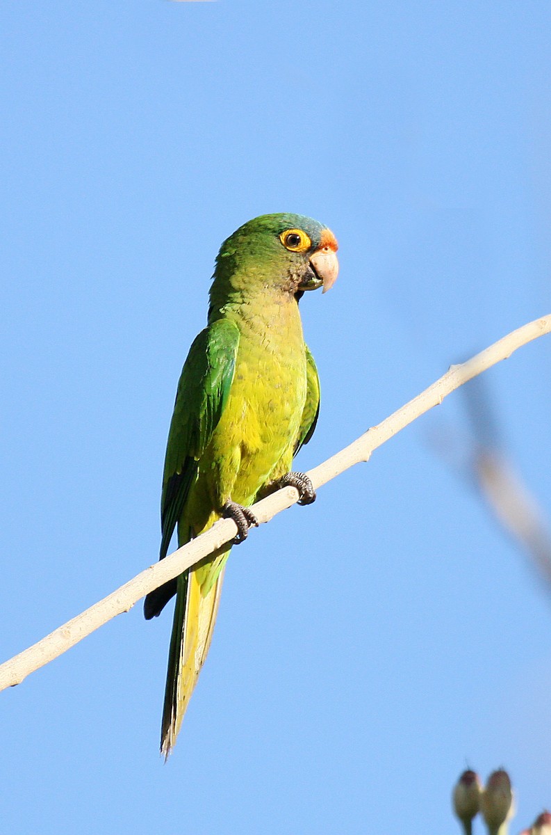 Orange-fronted Parakeet - ML427060961