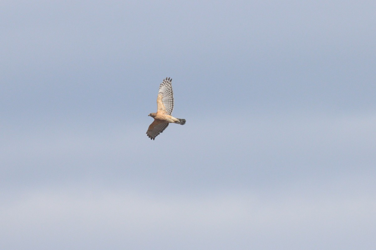 Red-shouldered Hawk - ML427061661