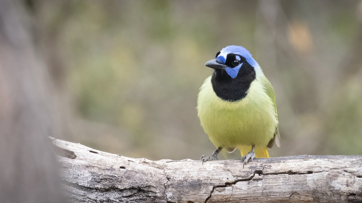 Green Jay - ML427062381