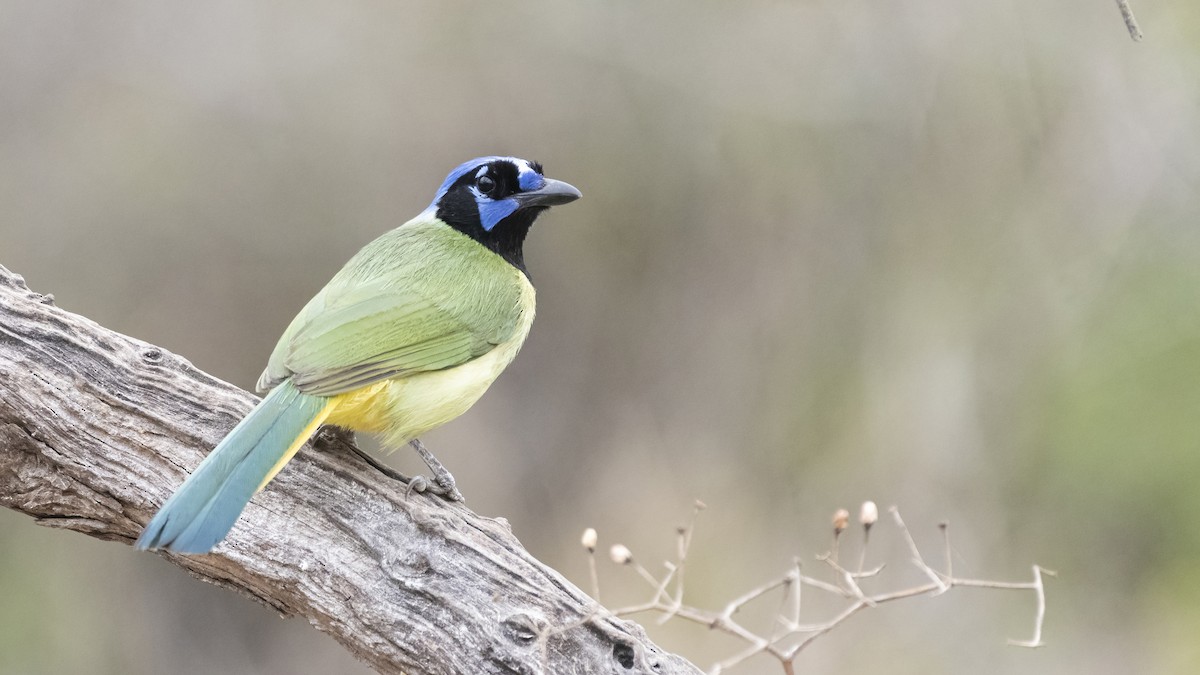 Green Jay - ML427062591