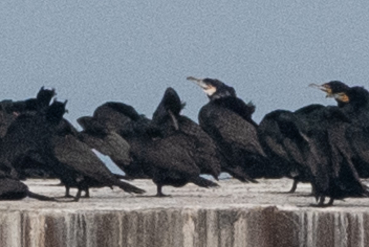 Great Cormorant - ML427062781