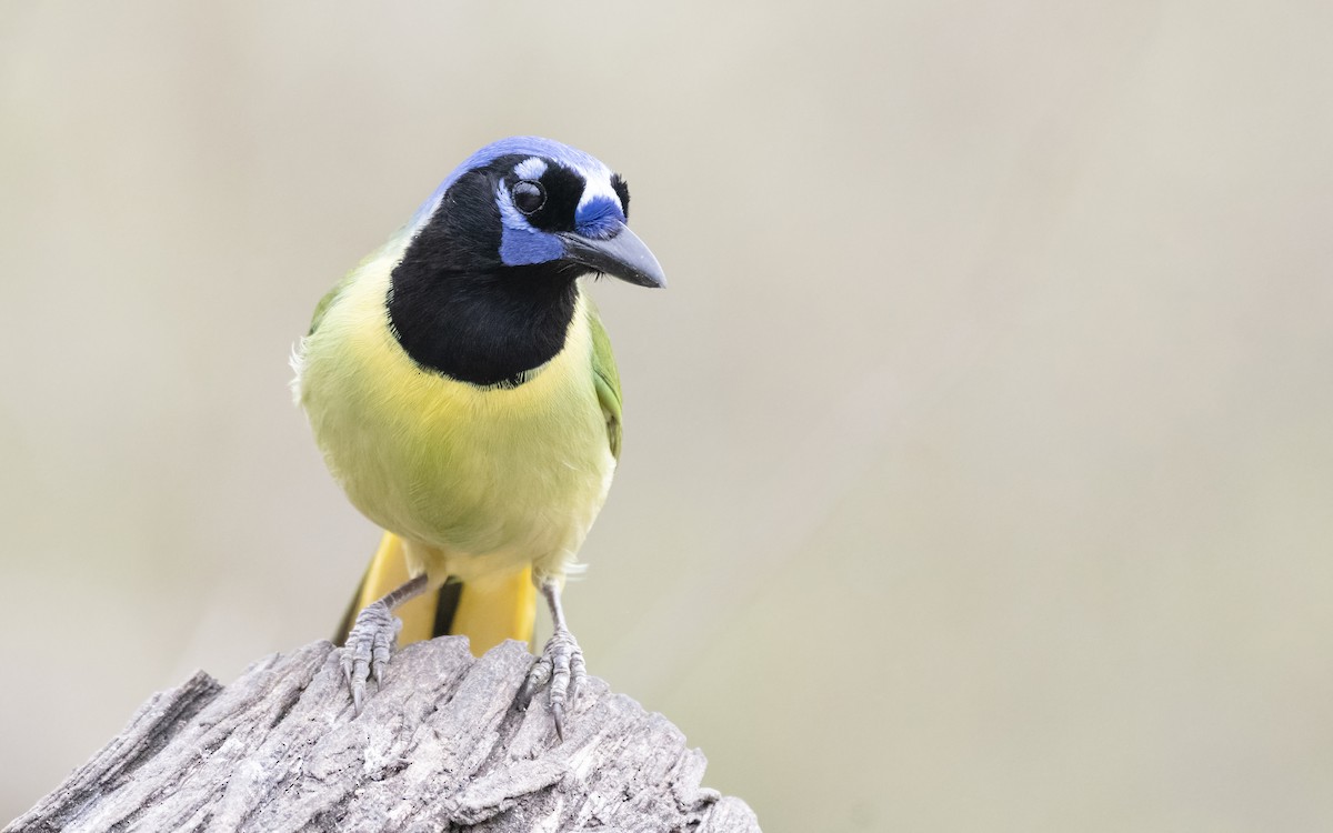 Green Jay - Bryan Calk