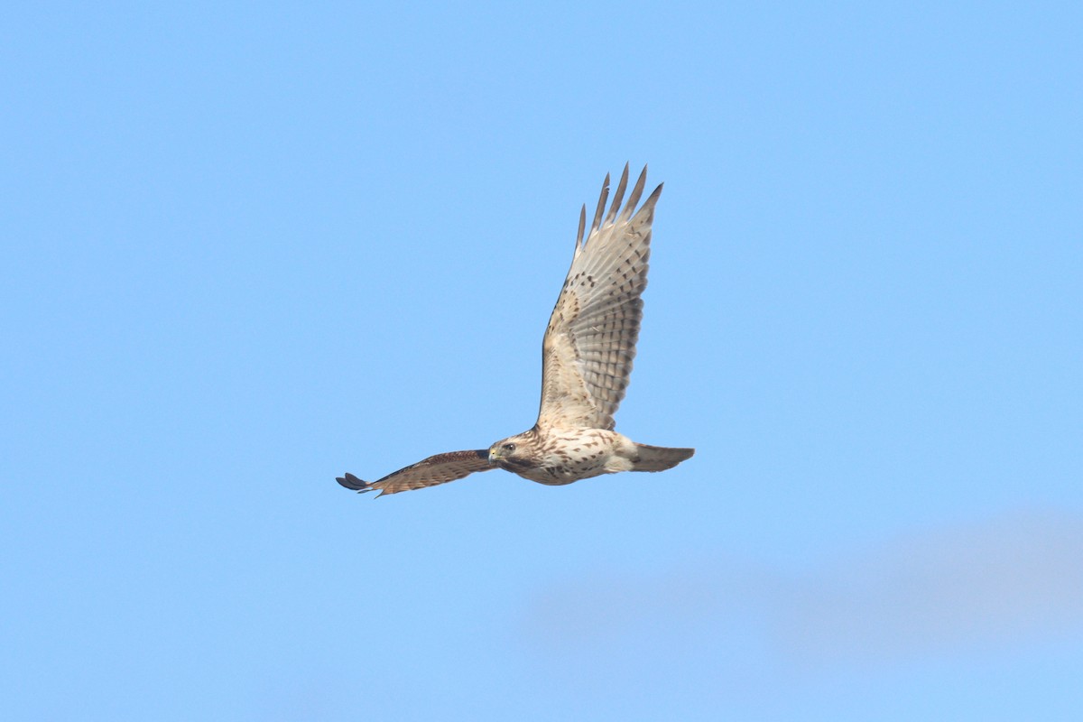 Red-shouldered Hawk - ML427063011