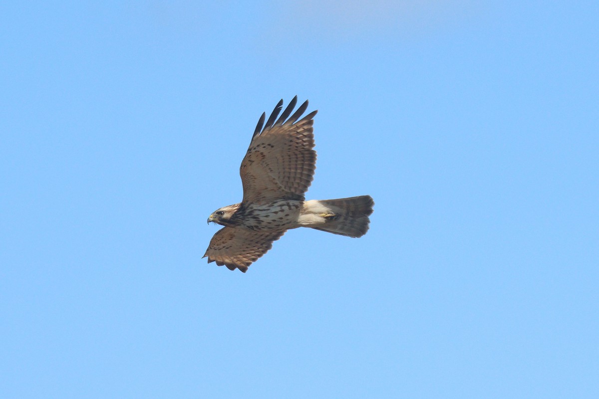 Red-shouldered Hawk - ML427063091