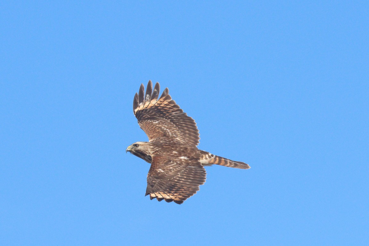 Red-shouldered Hawk - ML427063391