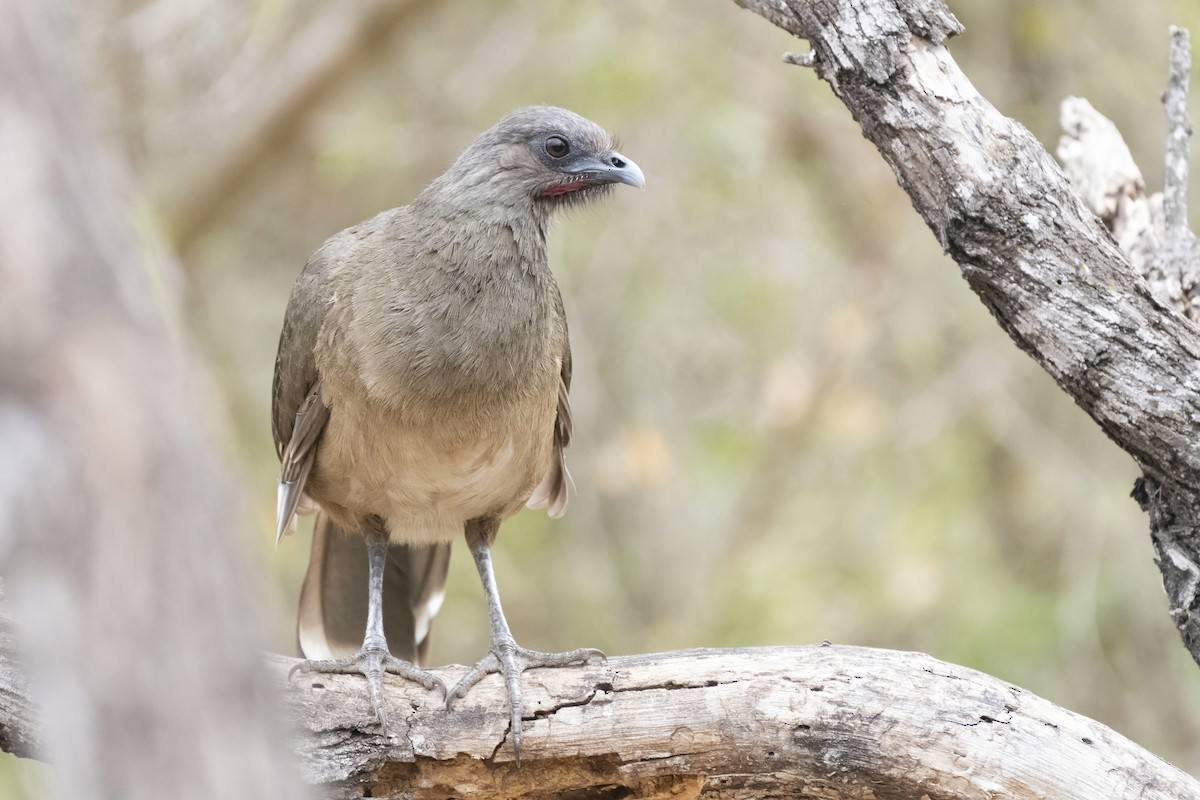 Plain Chachalaca - ML427063501