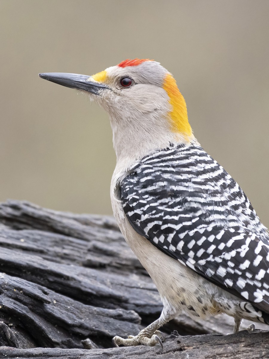 Golden-fronted Woodpecker - Bryan Calk