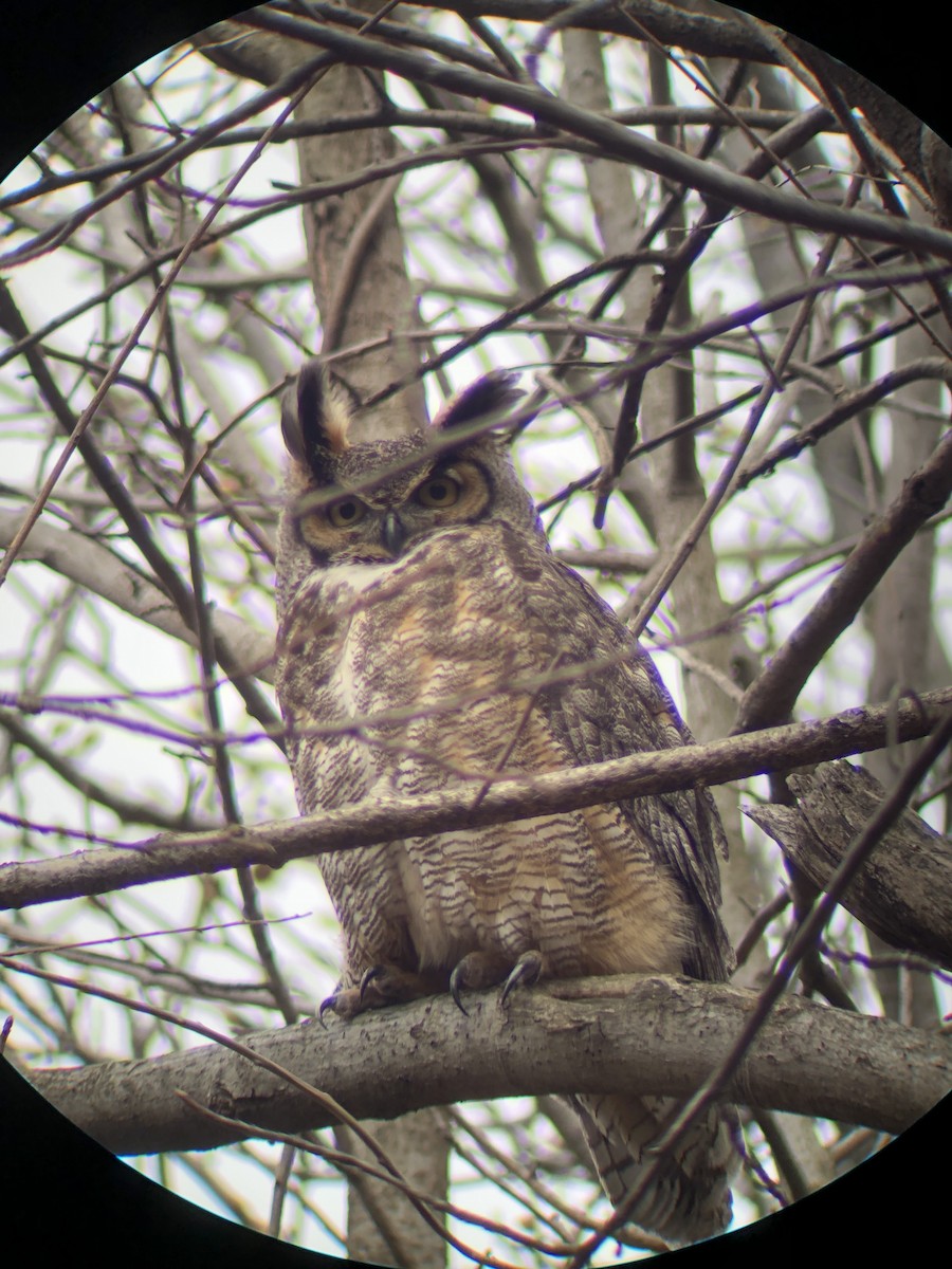 Great Horned Owl - ML427063991