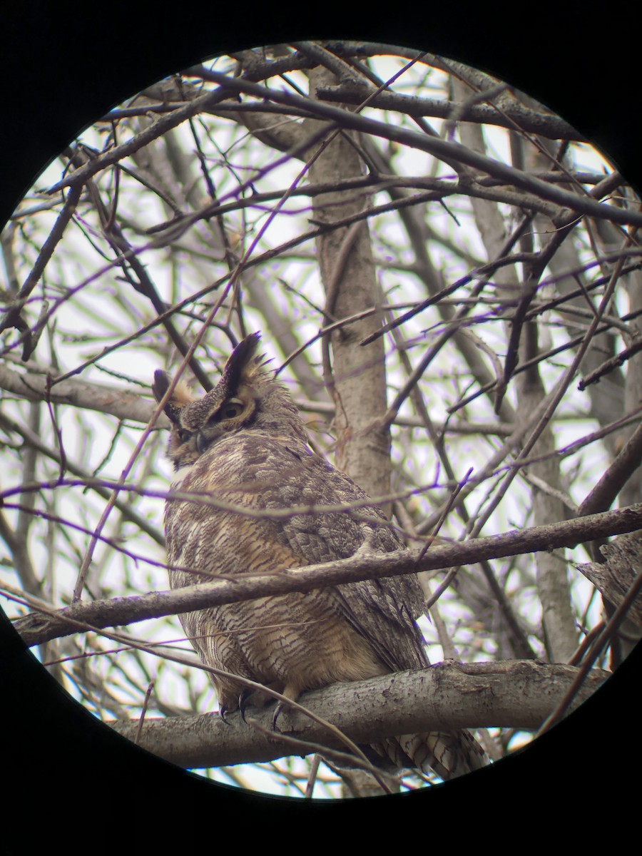 Great Horned Owl - ML427064221