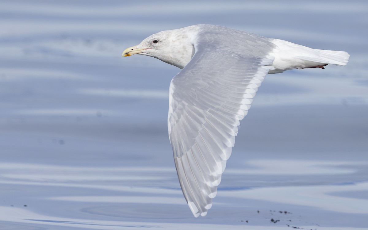 Glaucous-winged Gull - Blair Dudeck