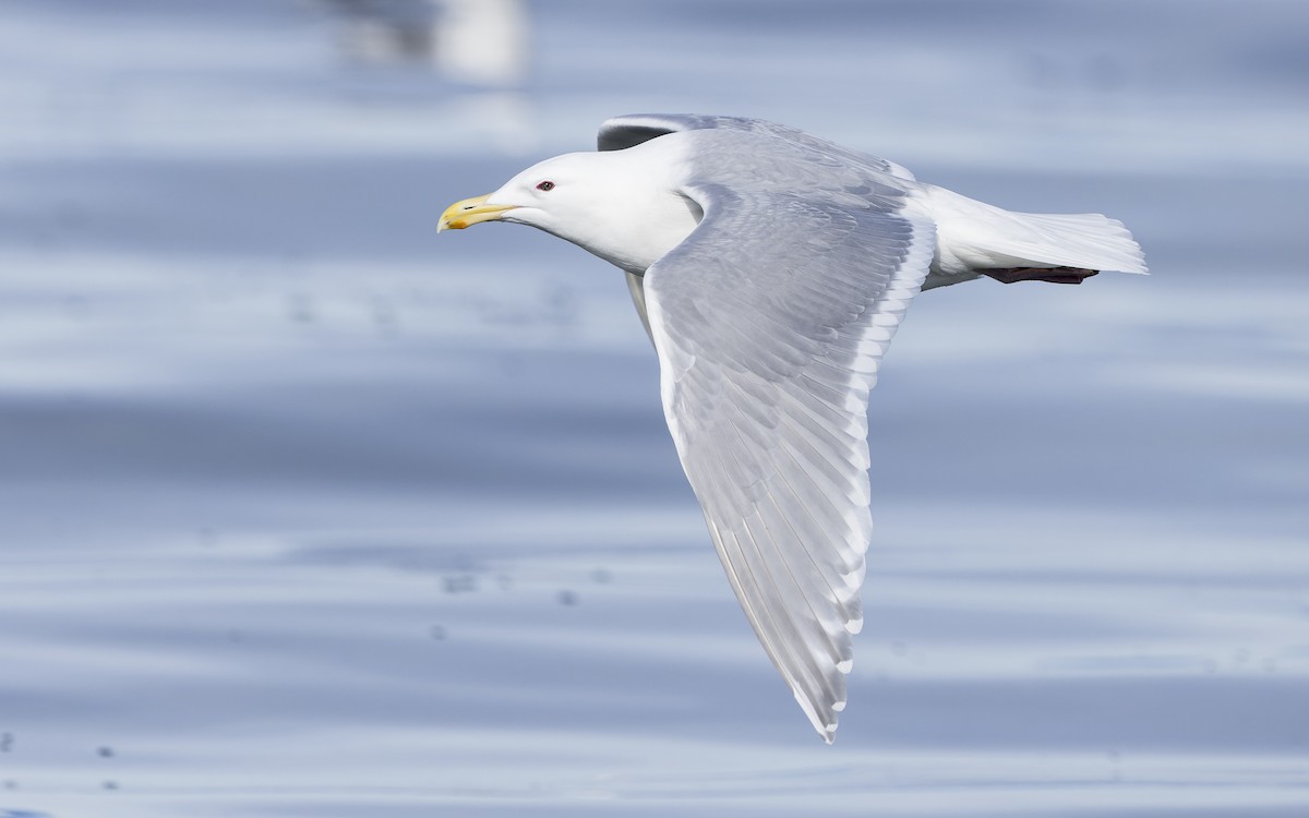 Glaucous-winged Gull - Blair Dudeck