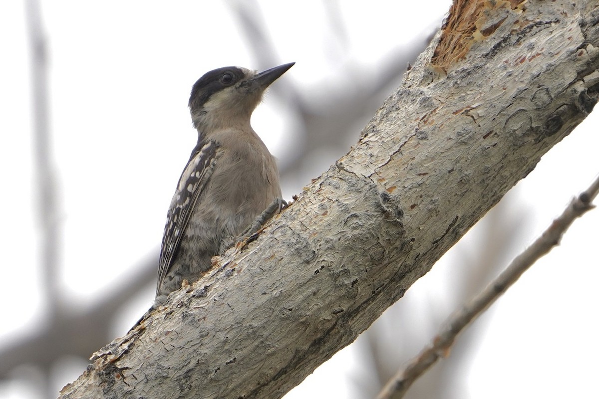 White-fronted Woodpecker - ML427067511