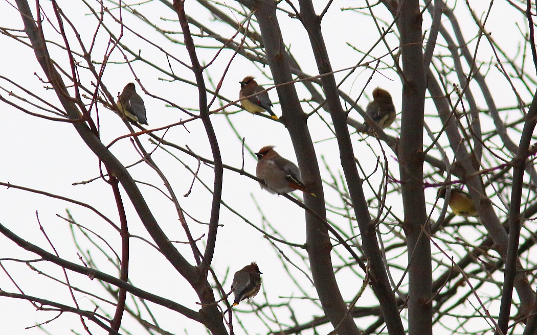 Bohemian Waxwing - ML42706791