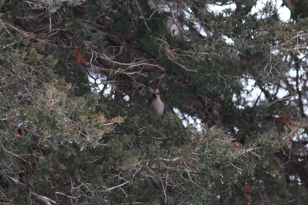 Bohemian Waxwing - ML42706801