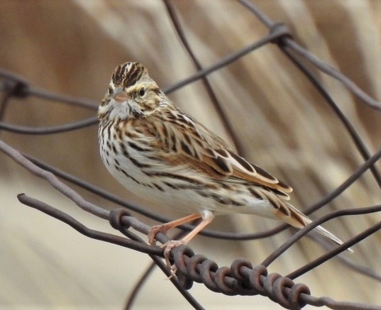 Savannah Sparrow - ML427068991