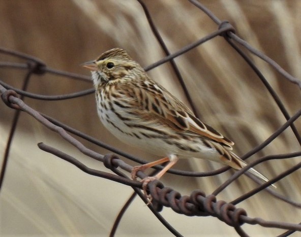 Savannah Sparrow - ML427069001