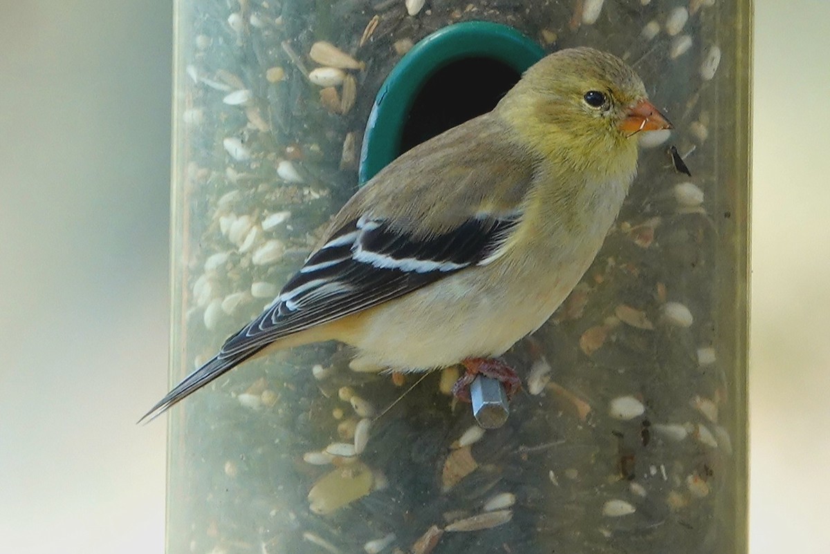 American Goldfinch - ML427069091