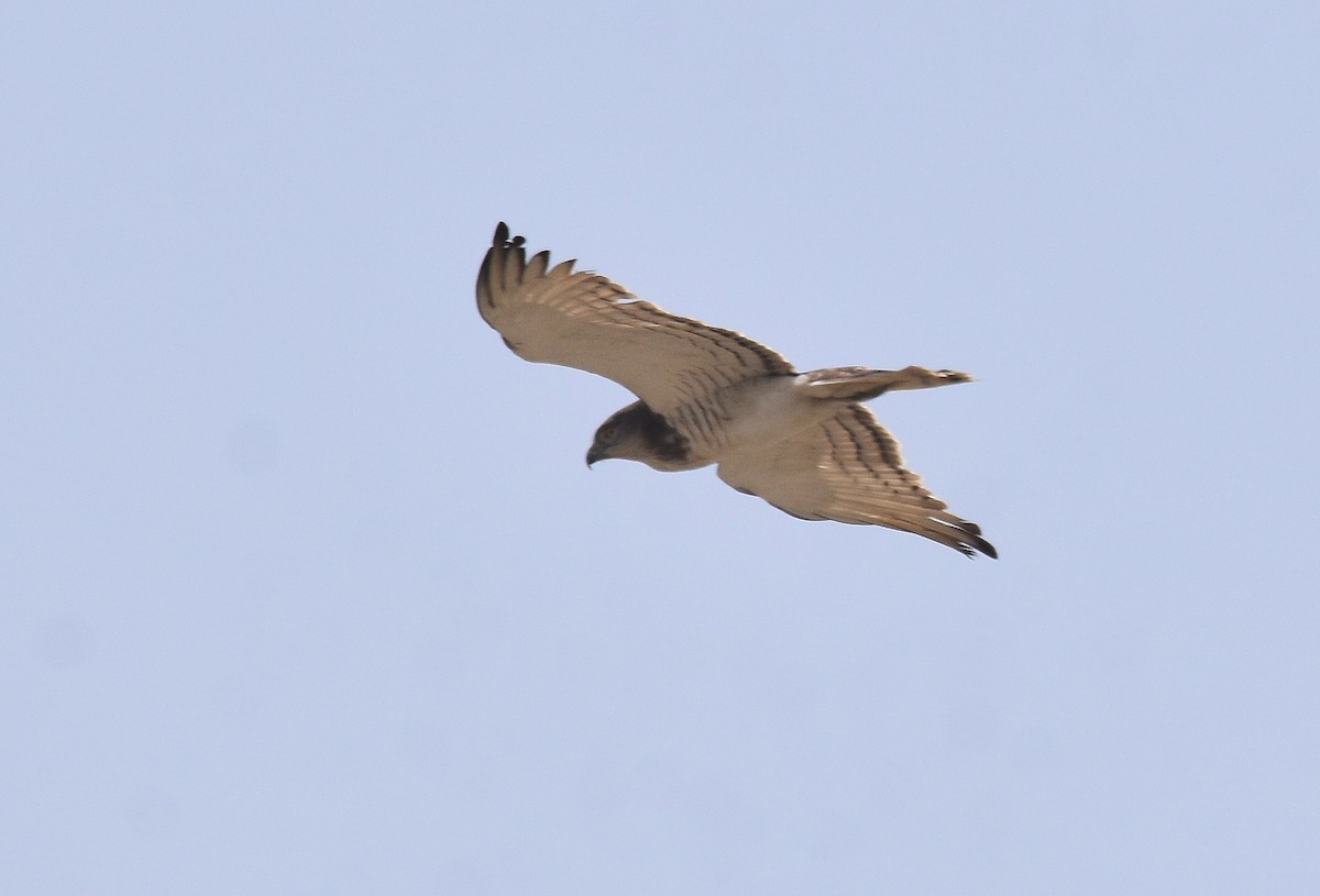 Beaudouin's Snake-Eagle - Lukasz Pulawski