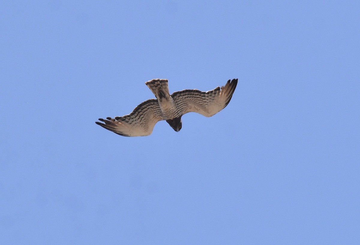 Beaudouin's Snake-Eagle - Lukasz Pulawski