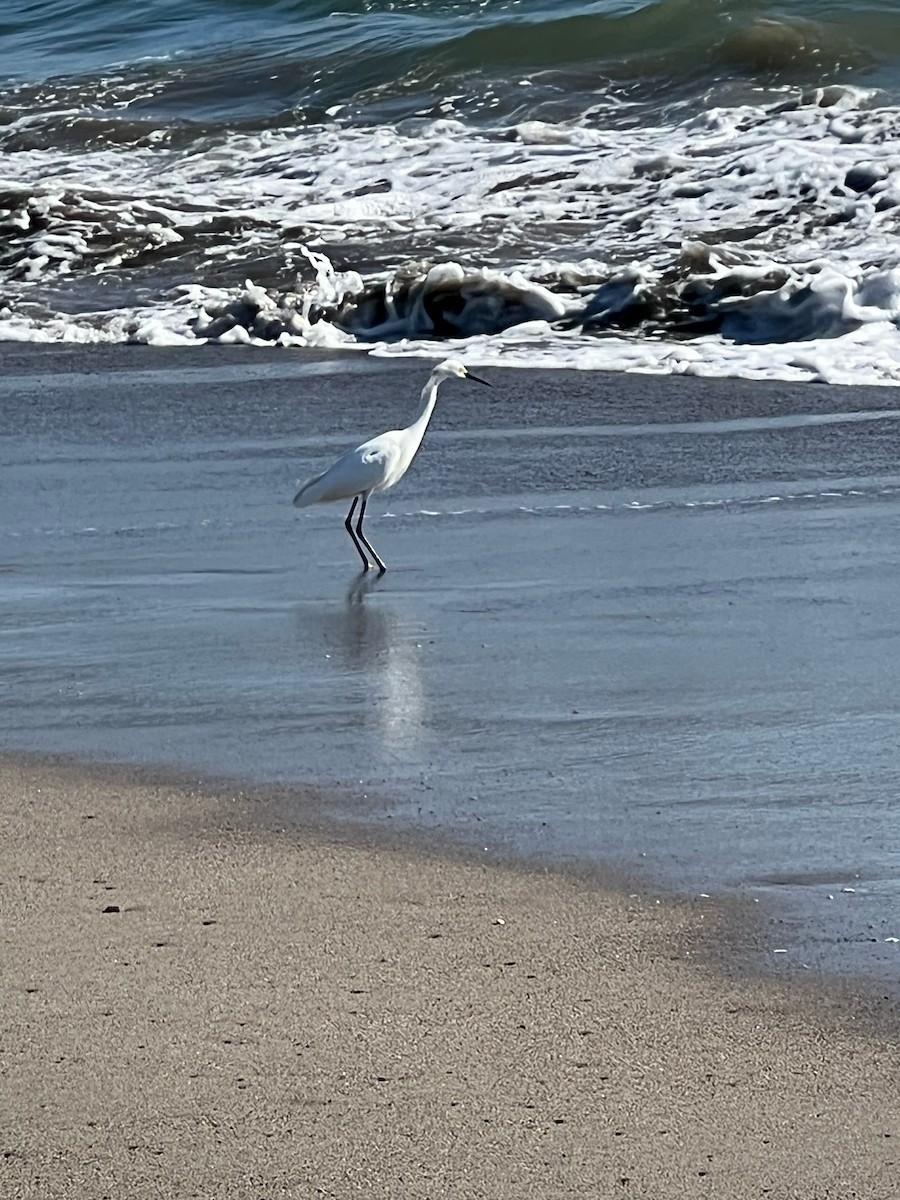 Reddish Egret - ML427070591