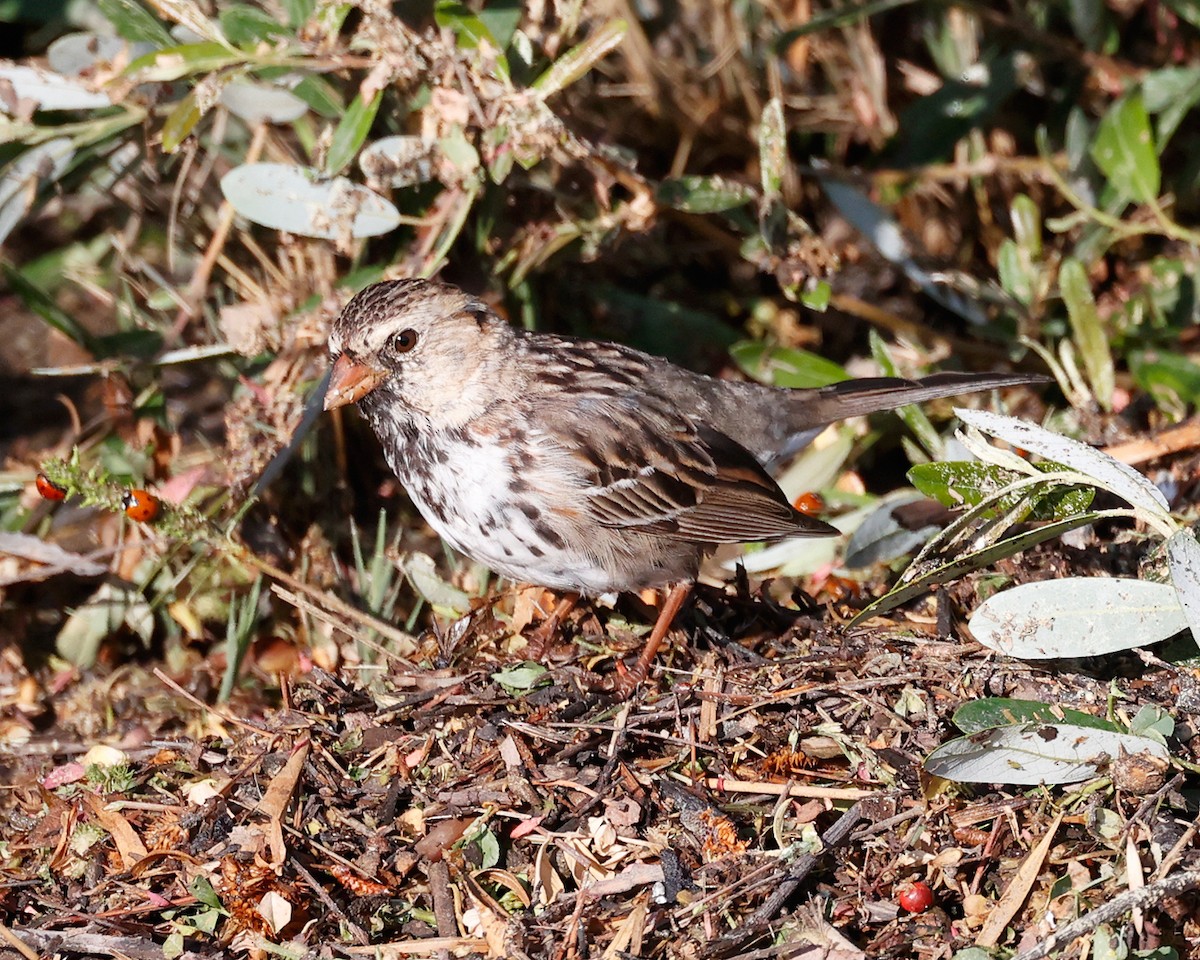 Harris's Sparrow - Tito Gonzalez