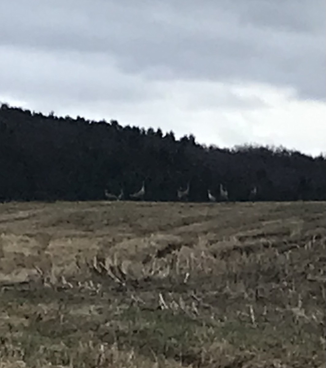 Sandhill Crane - ML427072191