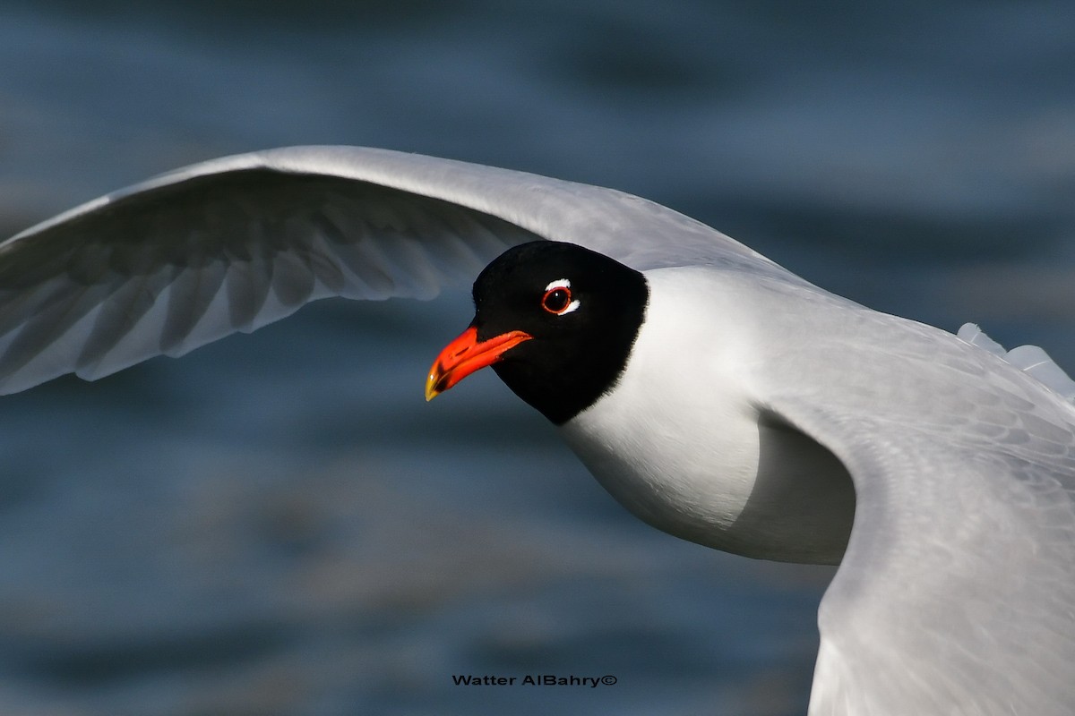 Mediterranean Gull - ML427076121