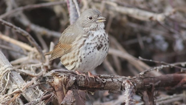 Chingolo Zorruno (grupo schistacea) - ML427077321