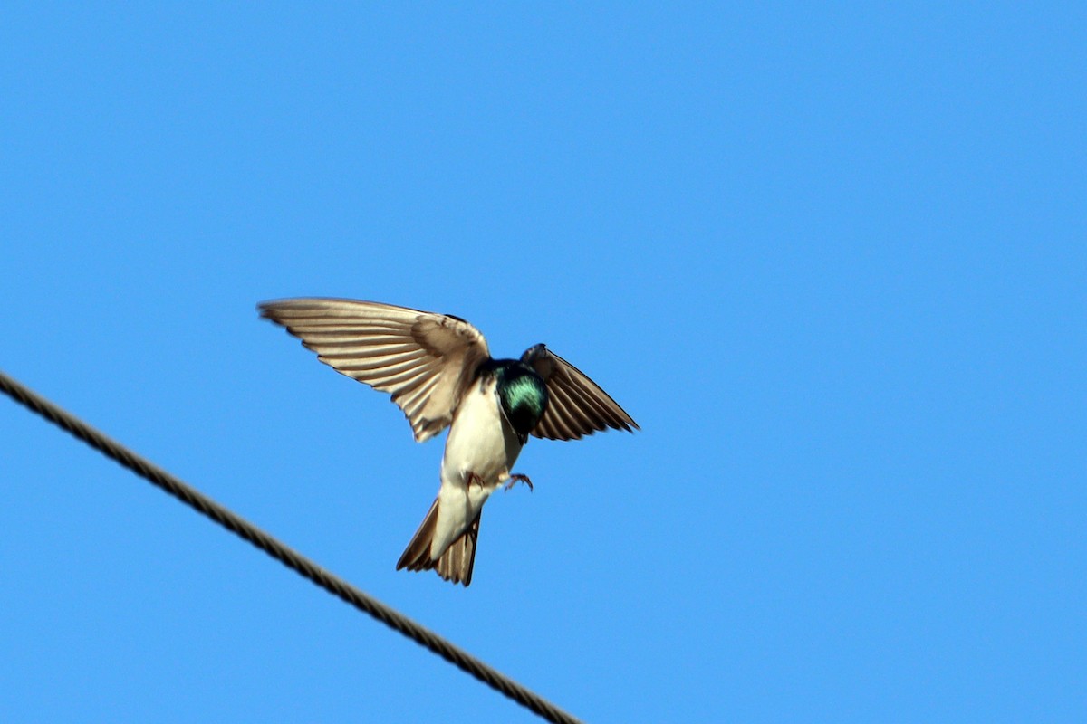 Tree Swallow - ML427078741