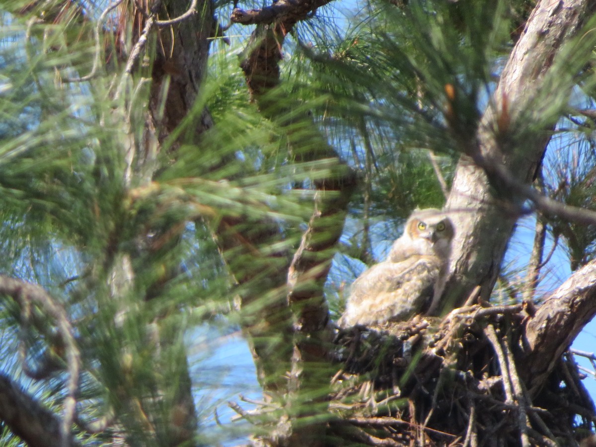 Great Horned Owl - ML427079241