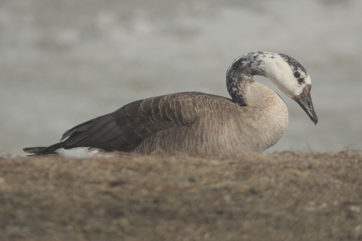 Domestic goose sp. x Canada Goose (hybrid) - Brennan Roy