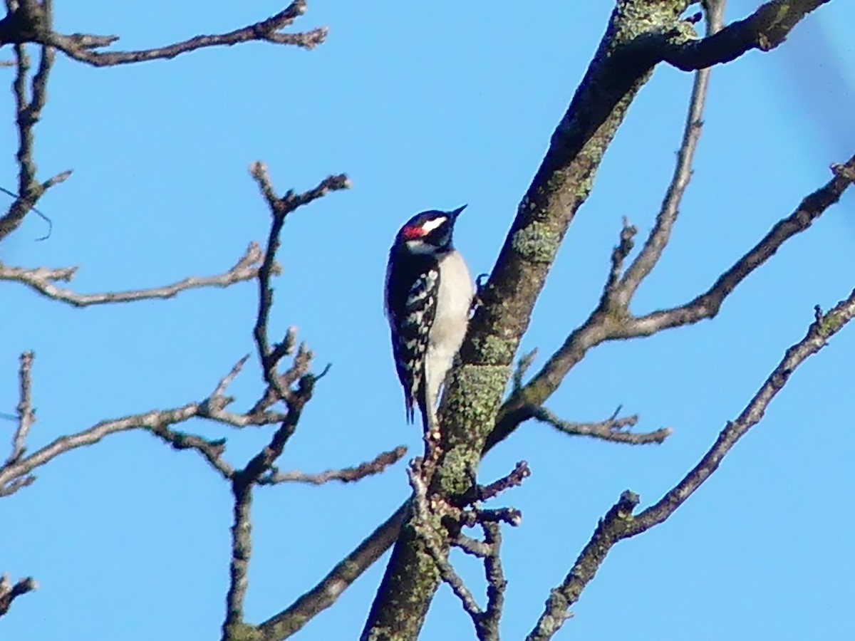 Downy Woodpecker - ML427079401