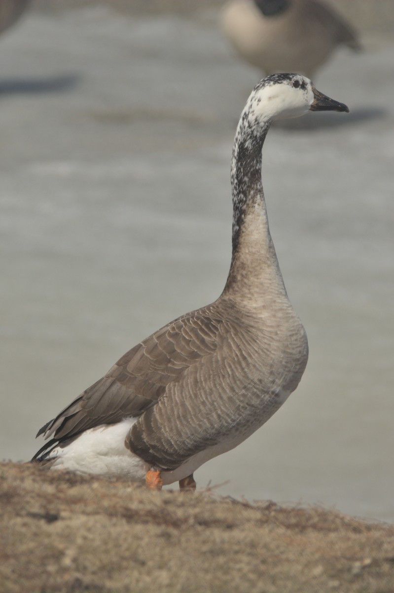 Domestic goose sp. x Canada Goose (hybrid) - Brennan Roy