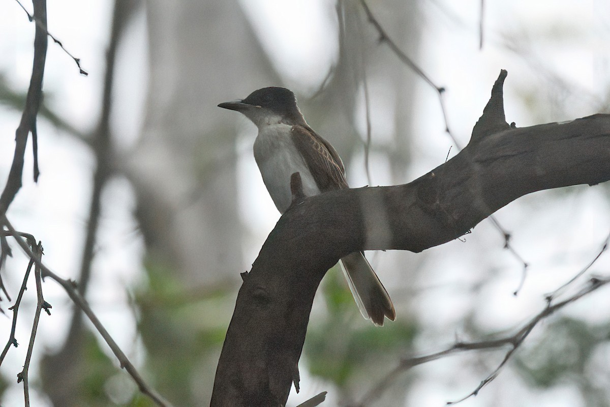 Loggerhead Kingbird (Puerto Rico) - ML427080411