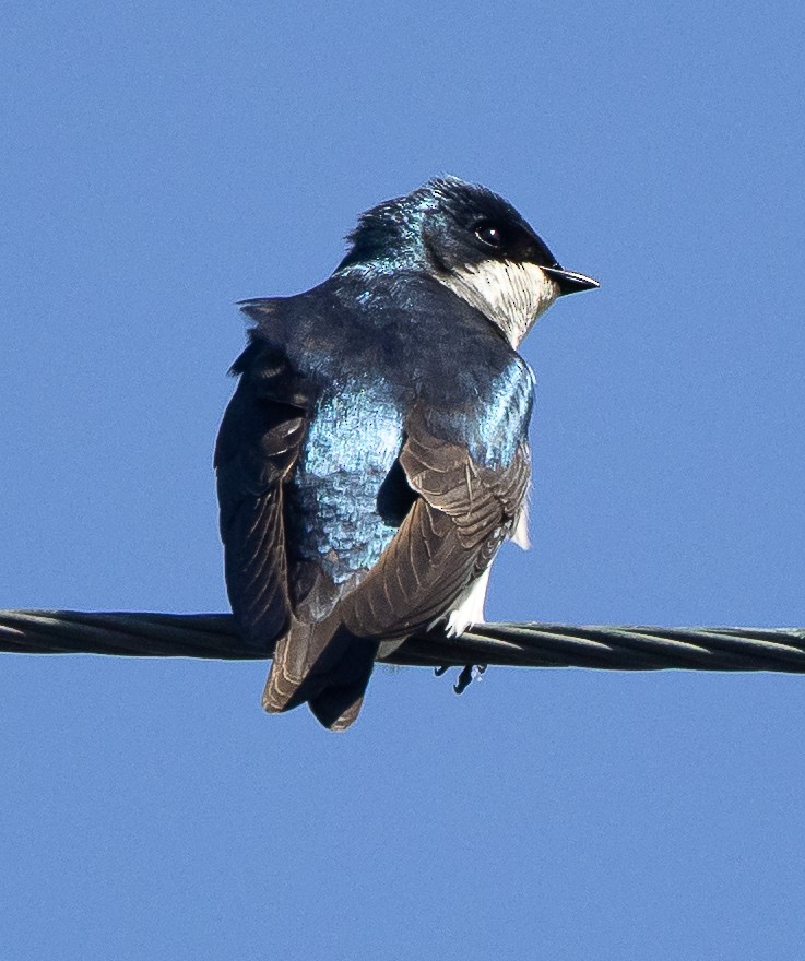 Tree Swallow - ML427081911