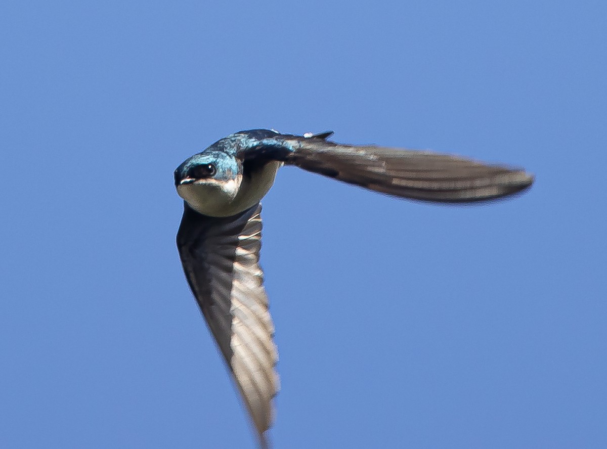 Hirondelle bicolore - ML427081951