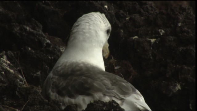 Northern Fulmar - ML427082