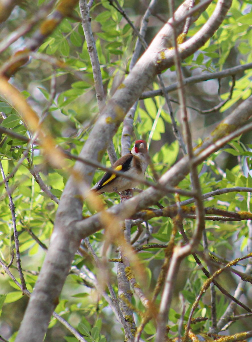 European Goldfinch - ML427082621