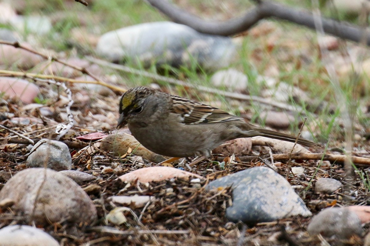 Sarı Tepeli Serçe - ML42708471