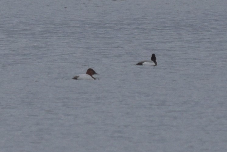 Canvasback - ML427086411