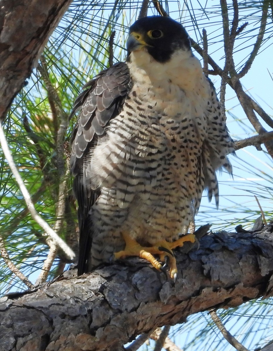 Peregrine Falcon - ML427087111