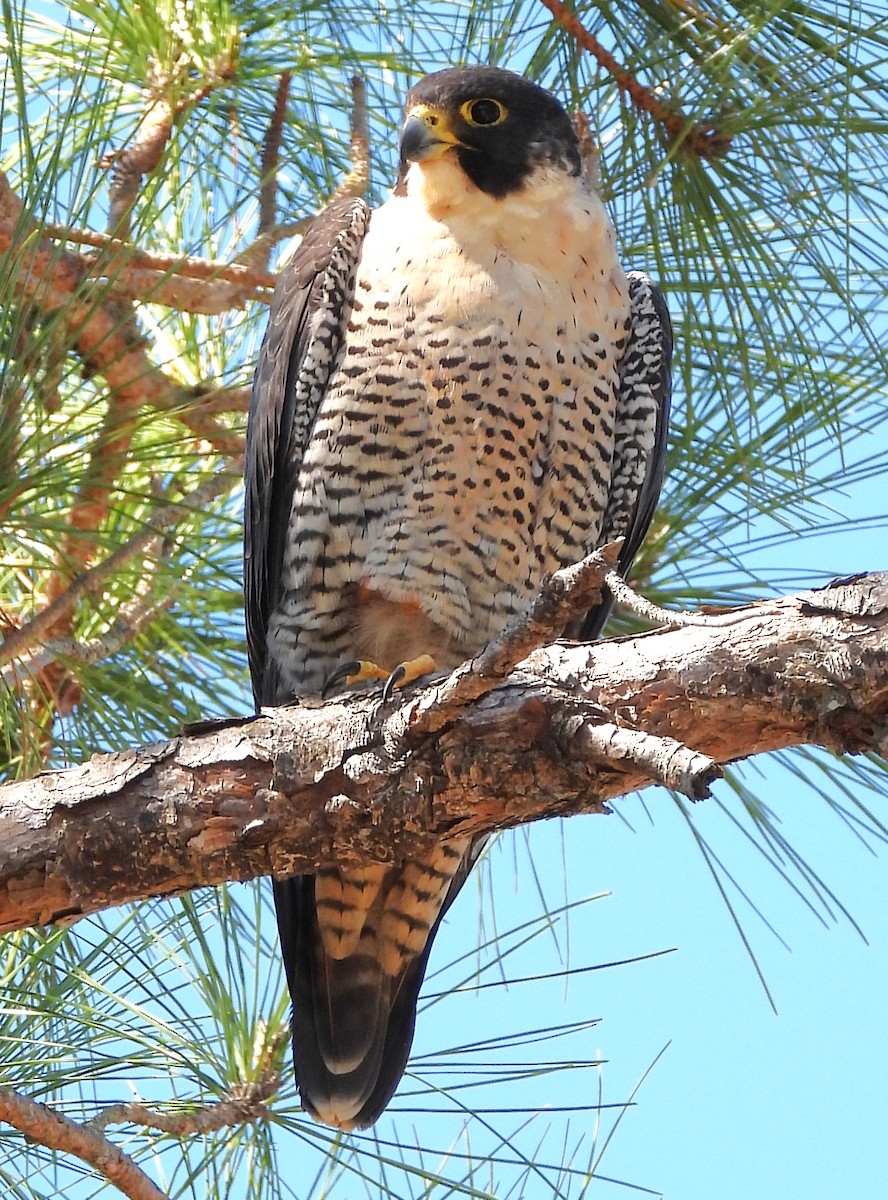 Peregrine Falcon - ML427087171