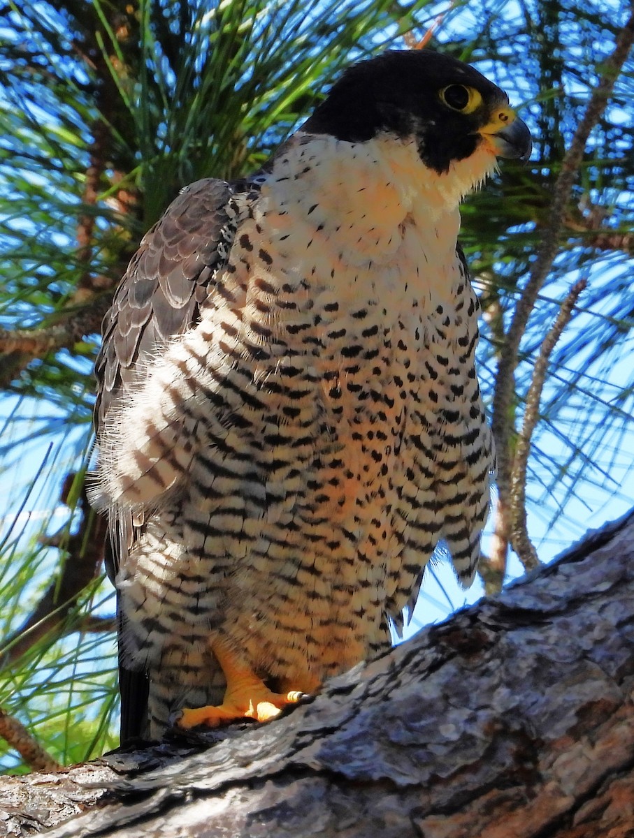 Peregrine Falcon - ML427087221