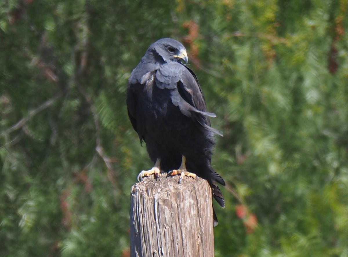 Zone-tailed Hawk - ML427087291