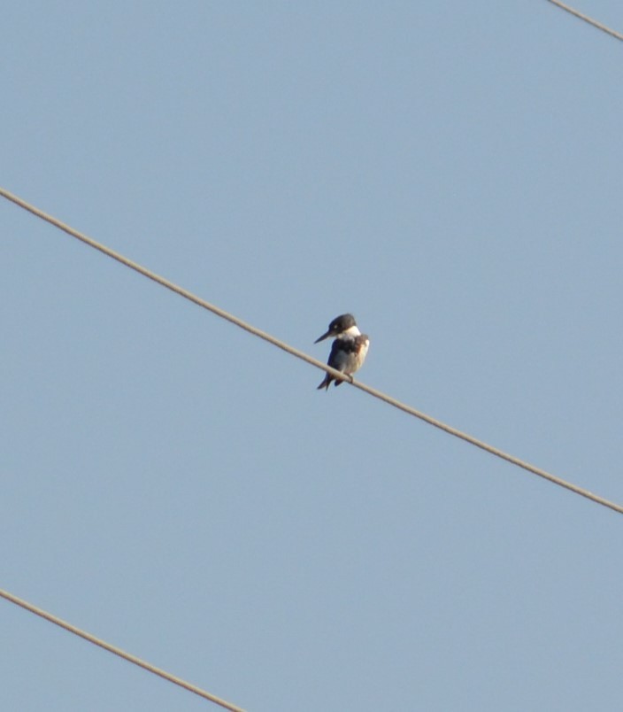 Belted Kingfisher - ML427088171
