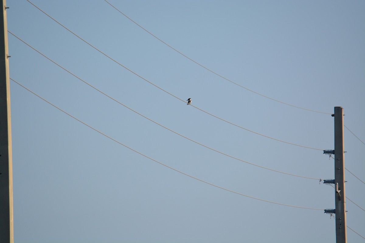 Belted Kingfisher - ML427088241